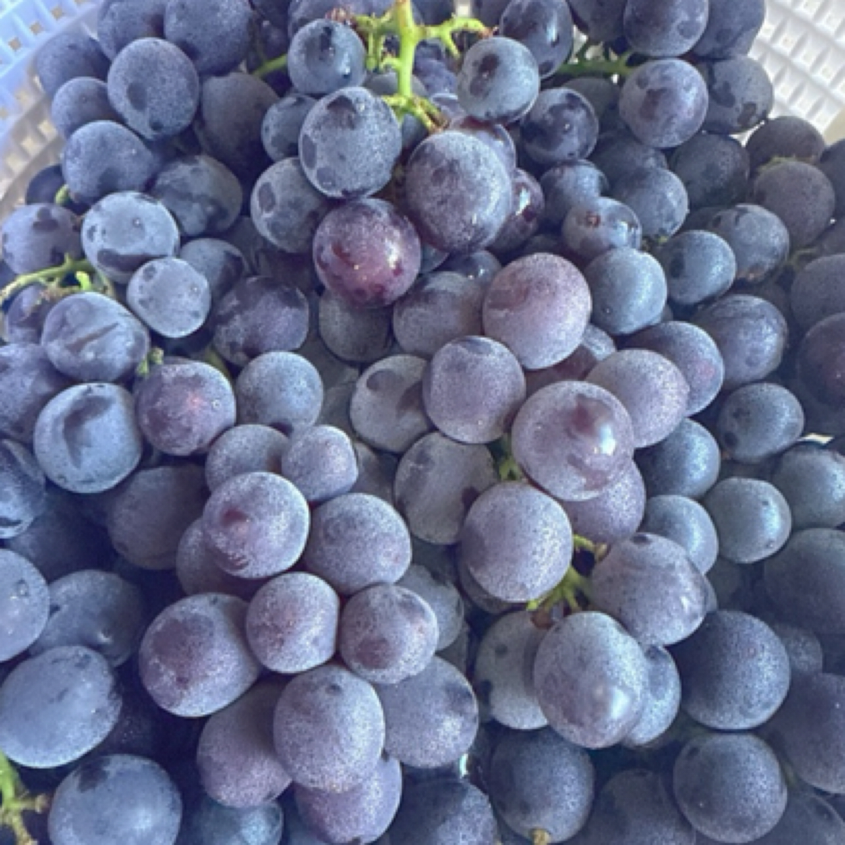 福建5斤装福安葡萄福建省