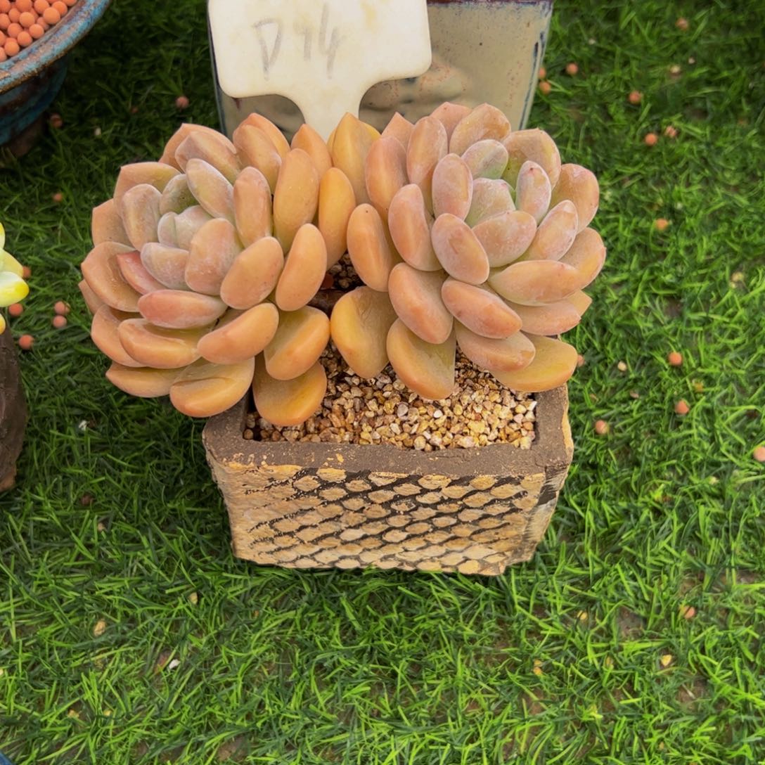 比***晴双头小老桩冰橙多肉