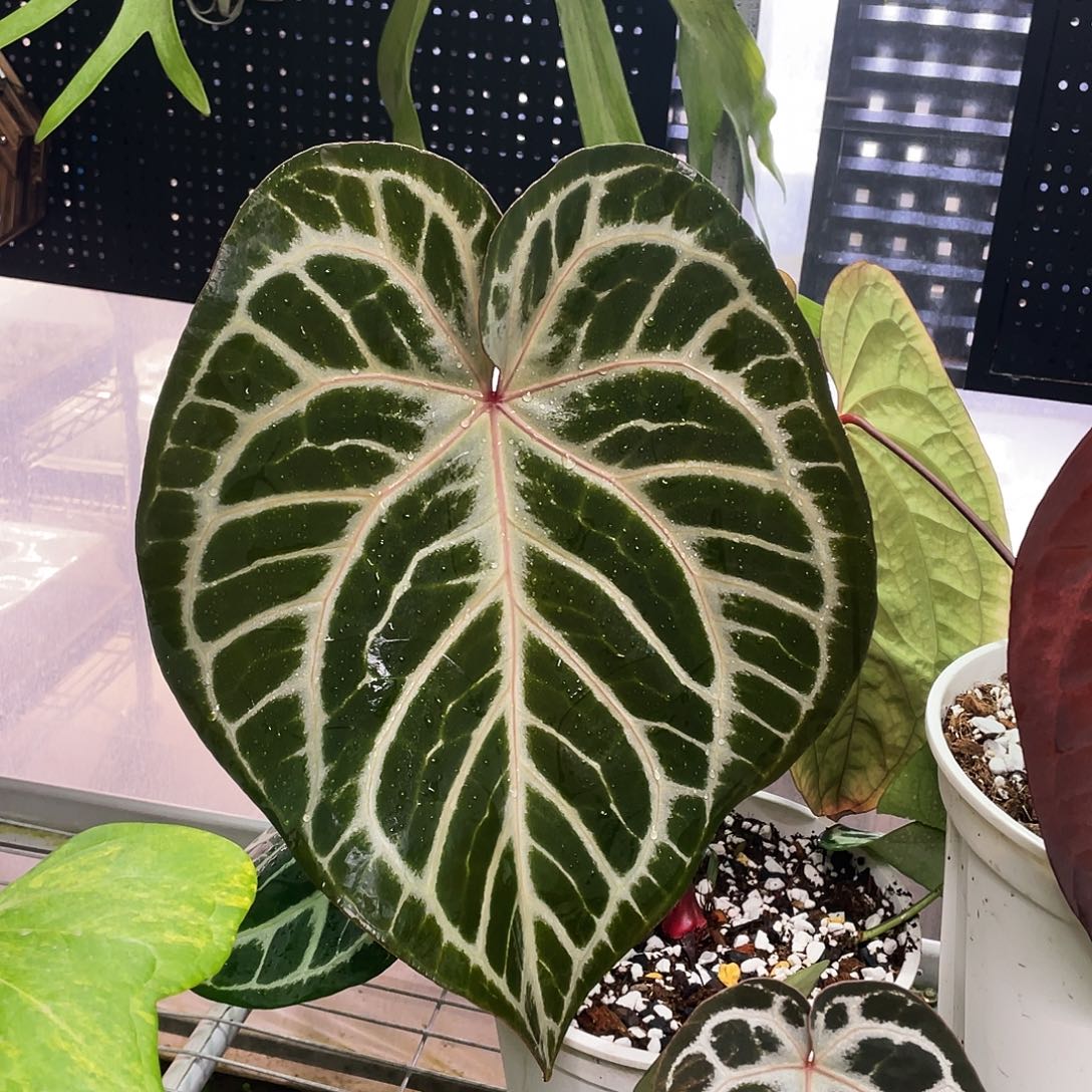 完全开放红伊芙带侧