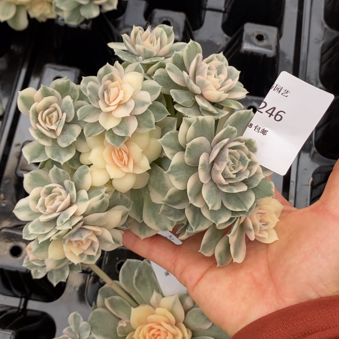 昂斯洛锦群生多肉多肉246