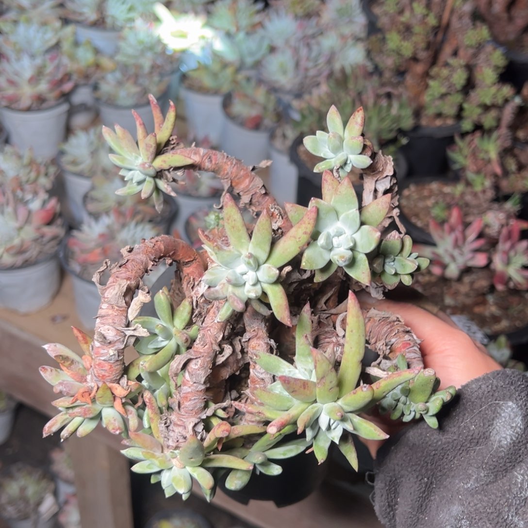 2670法豆不包断枝哈哈哈哈哈