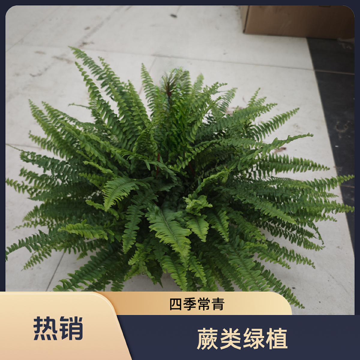 波斯顿蕨垂藤观叶盆栽净化空气四季常青室内好养绿植