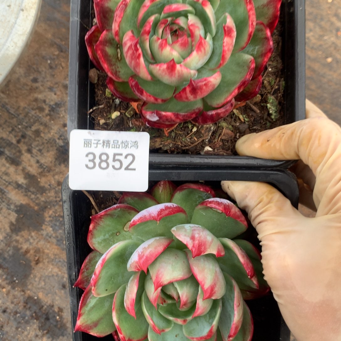 3852一物一拍2颗不售后