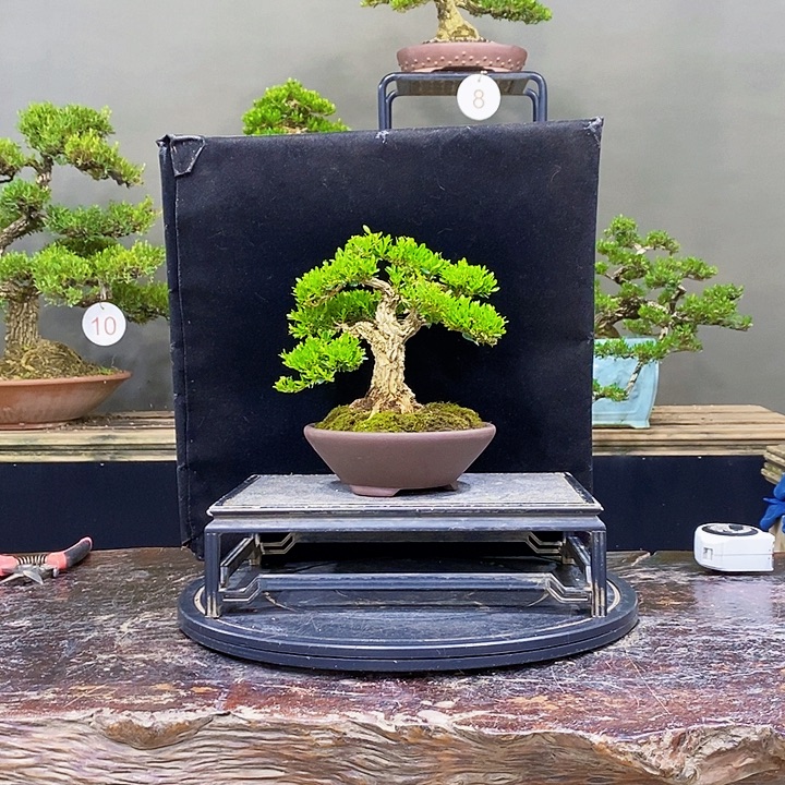 无花朵M黄杨盆景四季常青