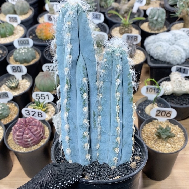 185号组合长毛蓝仙人球柱高度15cm