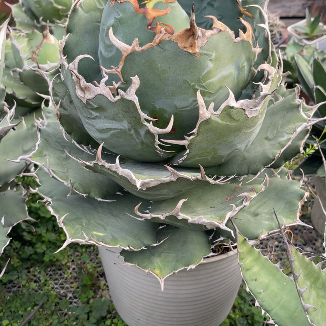 无花朵正白龙舌兰