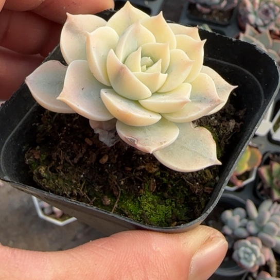 89皮氏锦多肉植物多