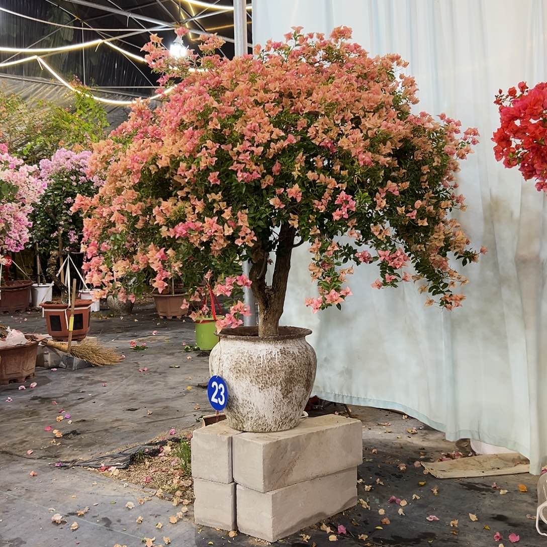 嘻***仔完全开放三22222222