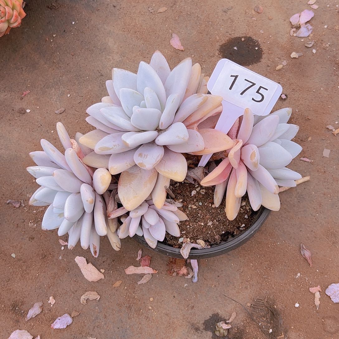 鹅*175粉兔25不售后