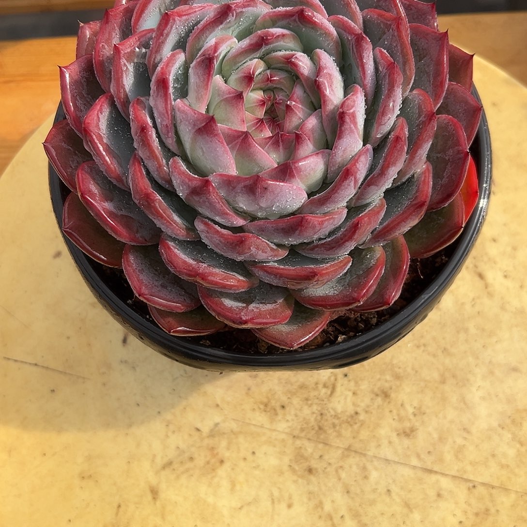 15红鸾。 多肉。      