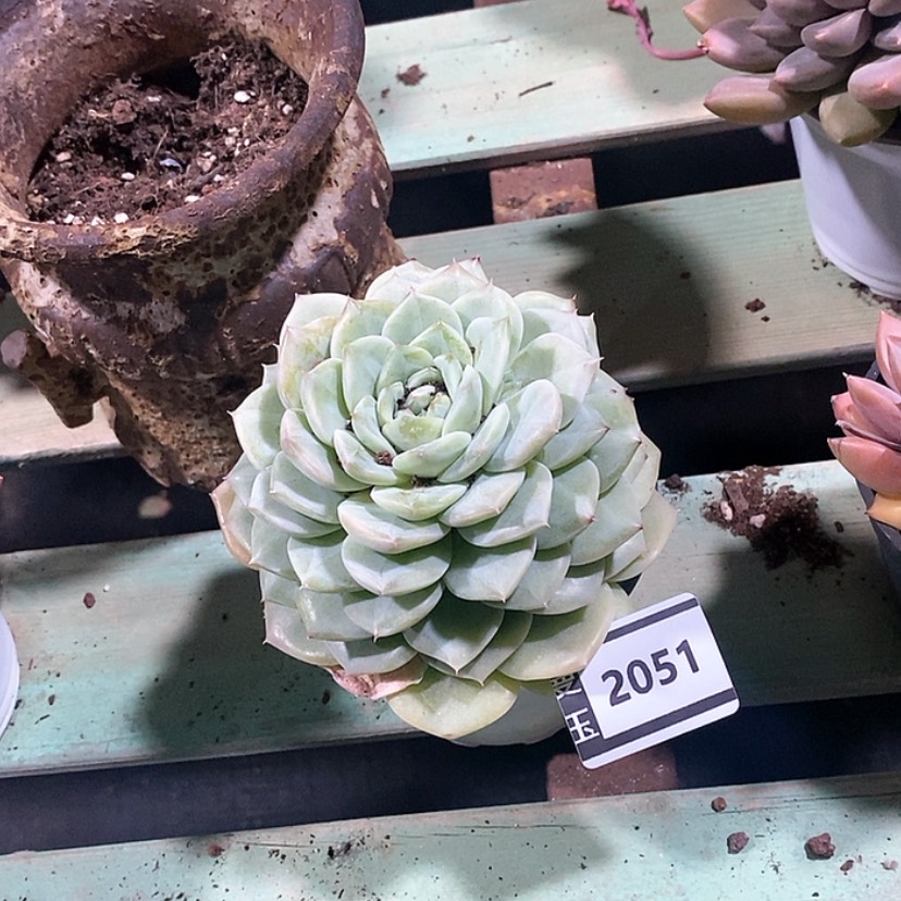 【闪购商品】杂2051