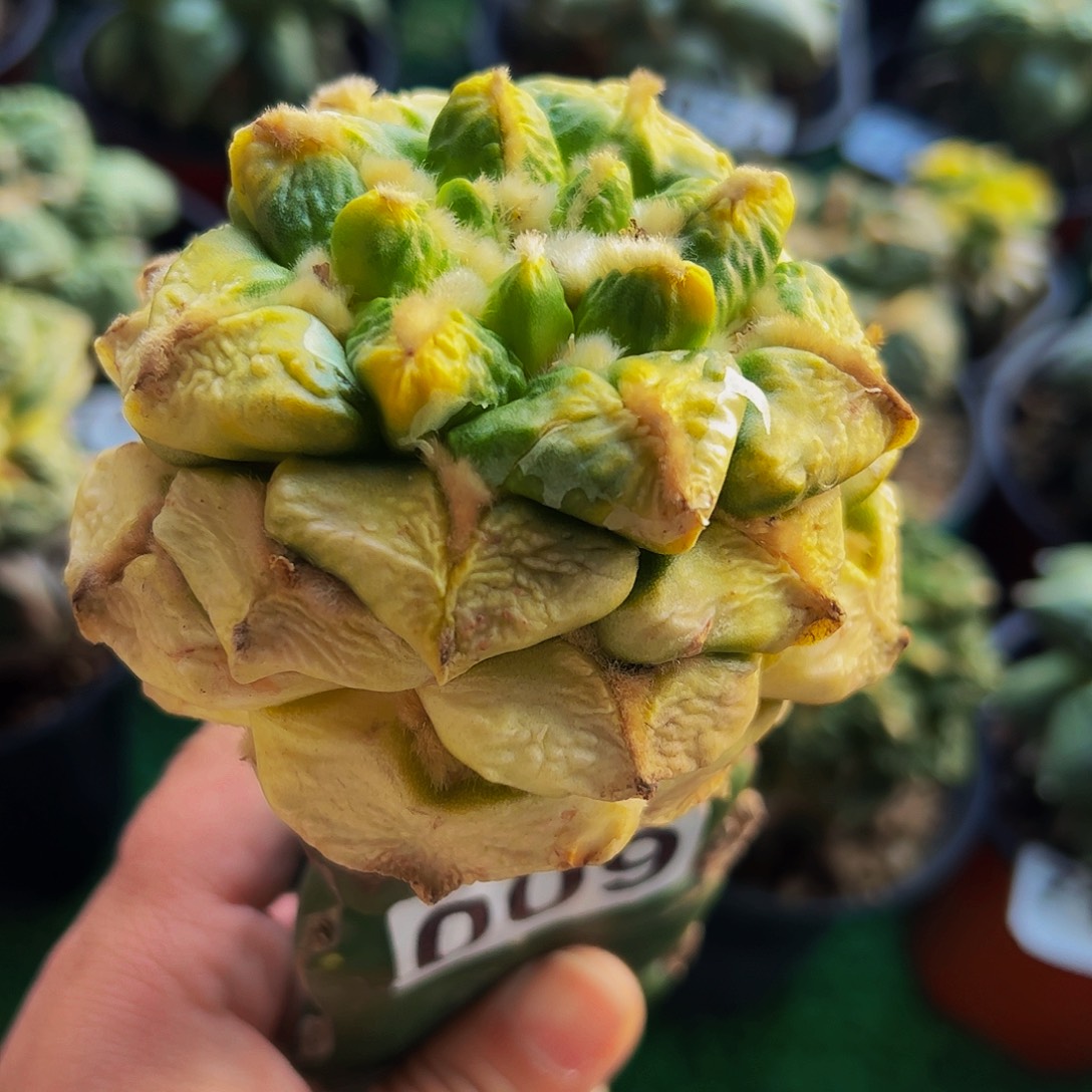 无花朵连山牡丹锦009