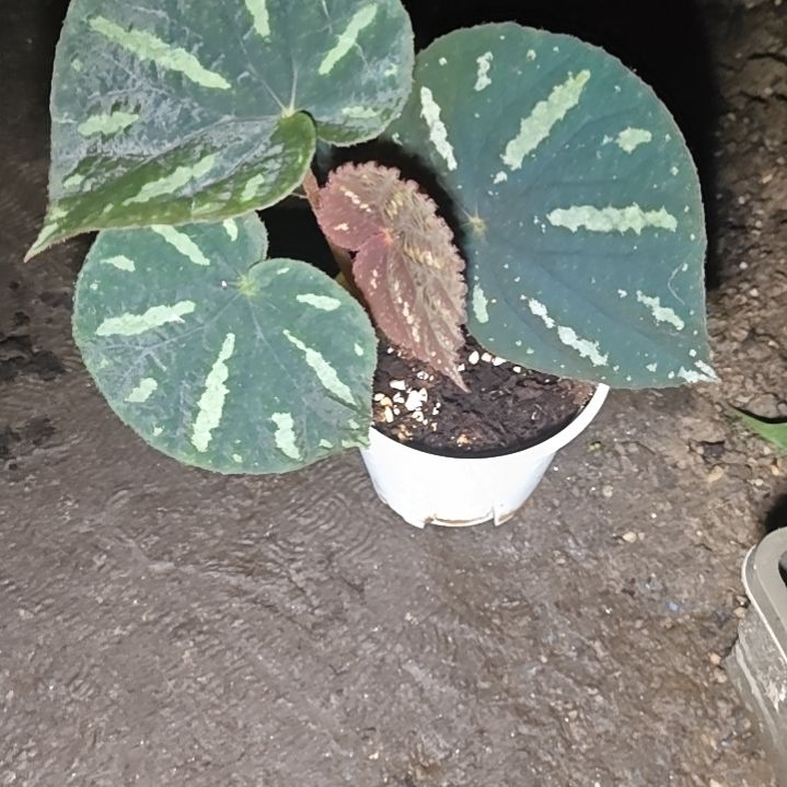 M***.北越秋海棠一物一拍