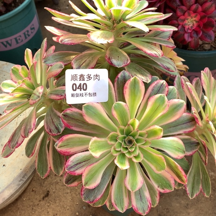 040微锦多肉植物