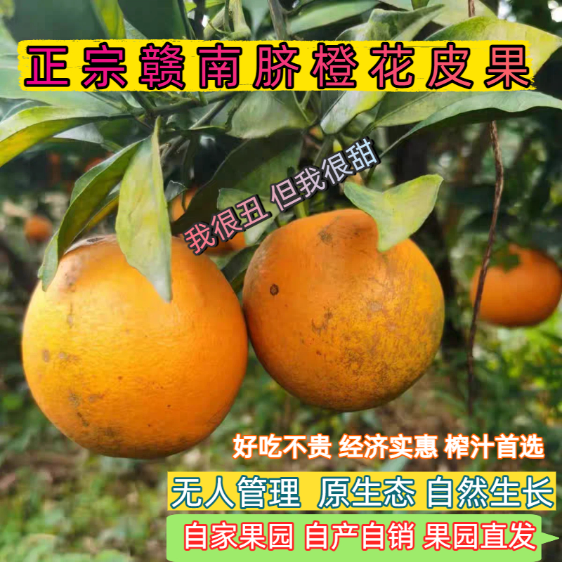 江西赣南脐橙当季新鲜水果花皮橙子皮薄肉厚现摘现发孕妇小孩老人