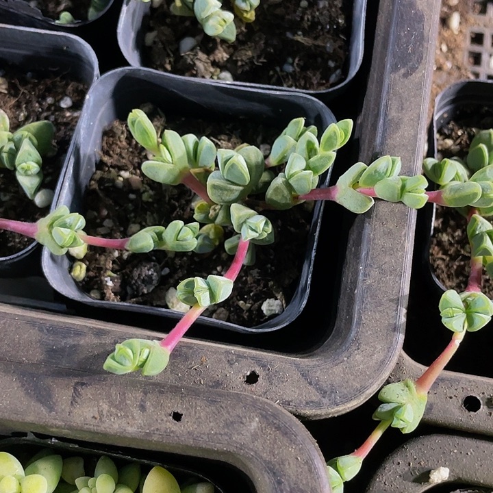 碧玉莲2.8带盆土