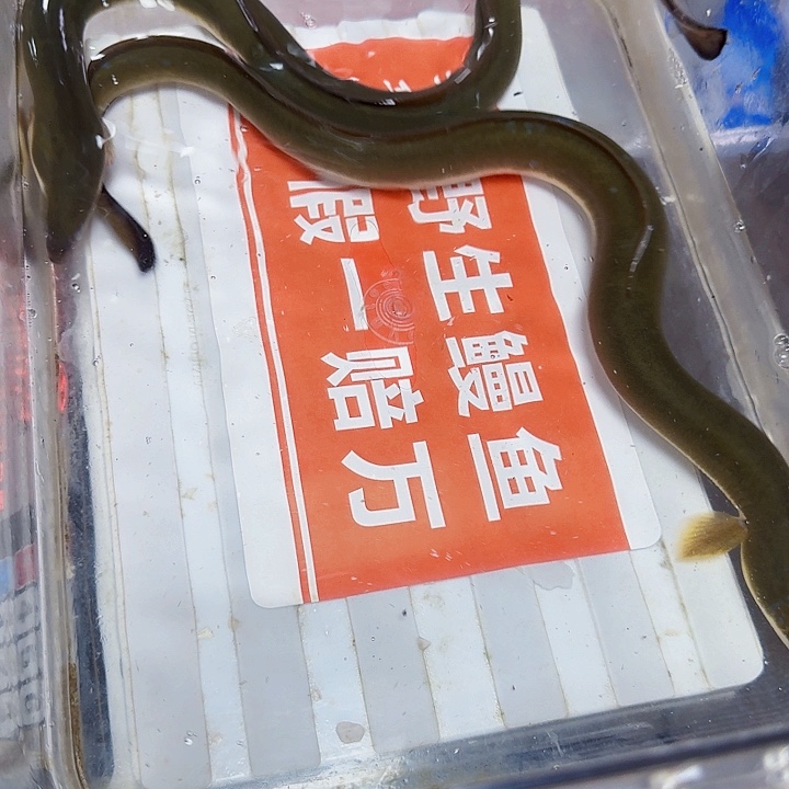 野生鳗鱼包活到家一斤江浙沪