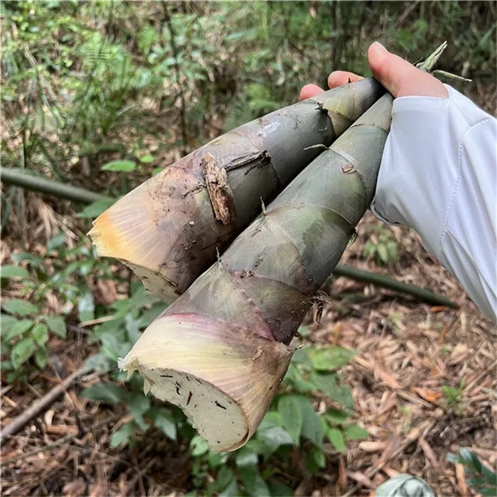 广西竹笋新鲜现挖鲜笋麻竹笋当天新鲜现挖
