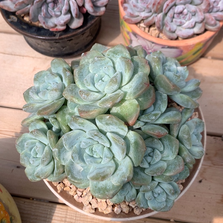 冰玉老桩自然群。。。