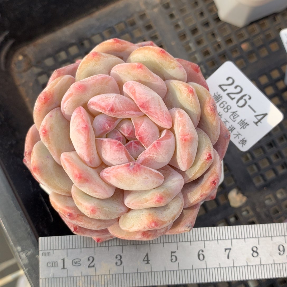 4。星影橙。满六八包邮。