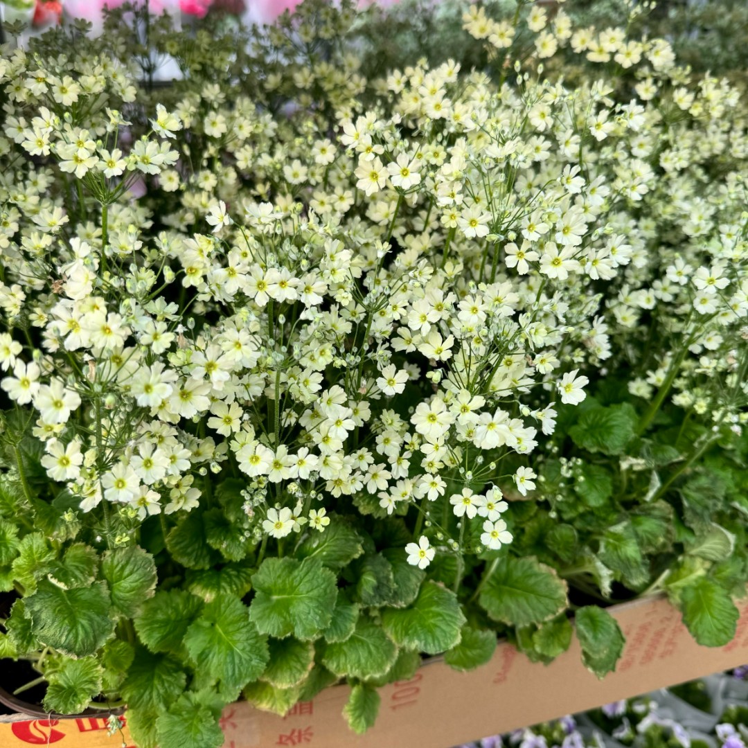 小樱草烟熏粉+青柠色