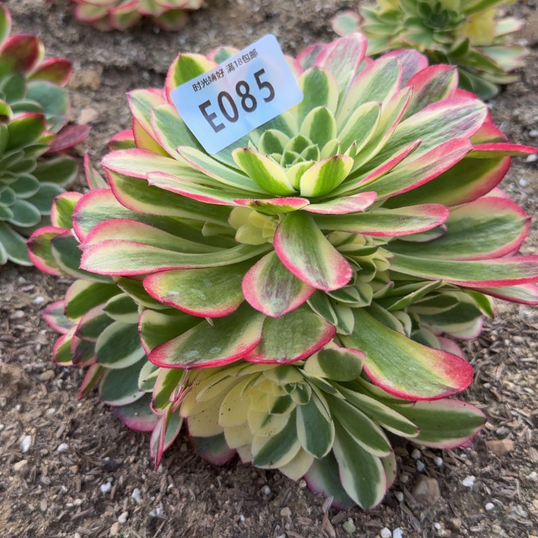 生*085玉姿到秋天。多肉植物