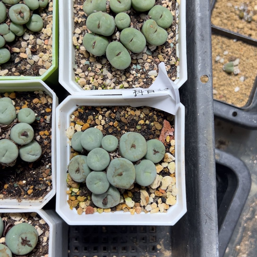 郭****12-18肉锥多肉植物，