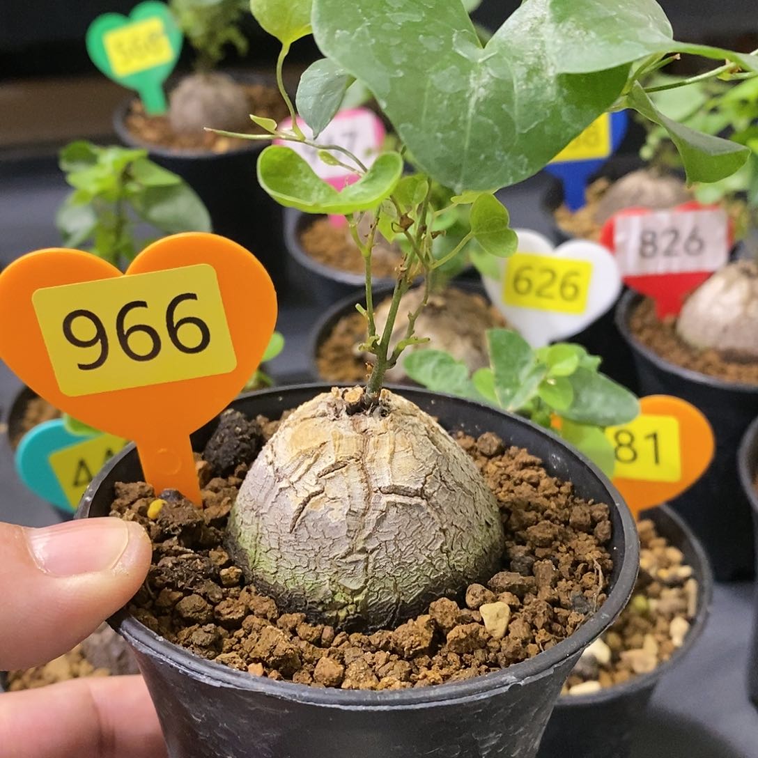 南非龟甲龙龟甲龙