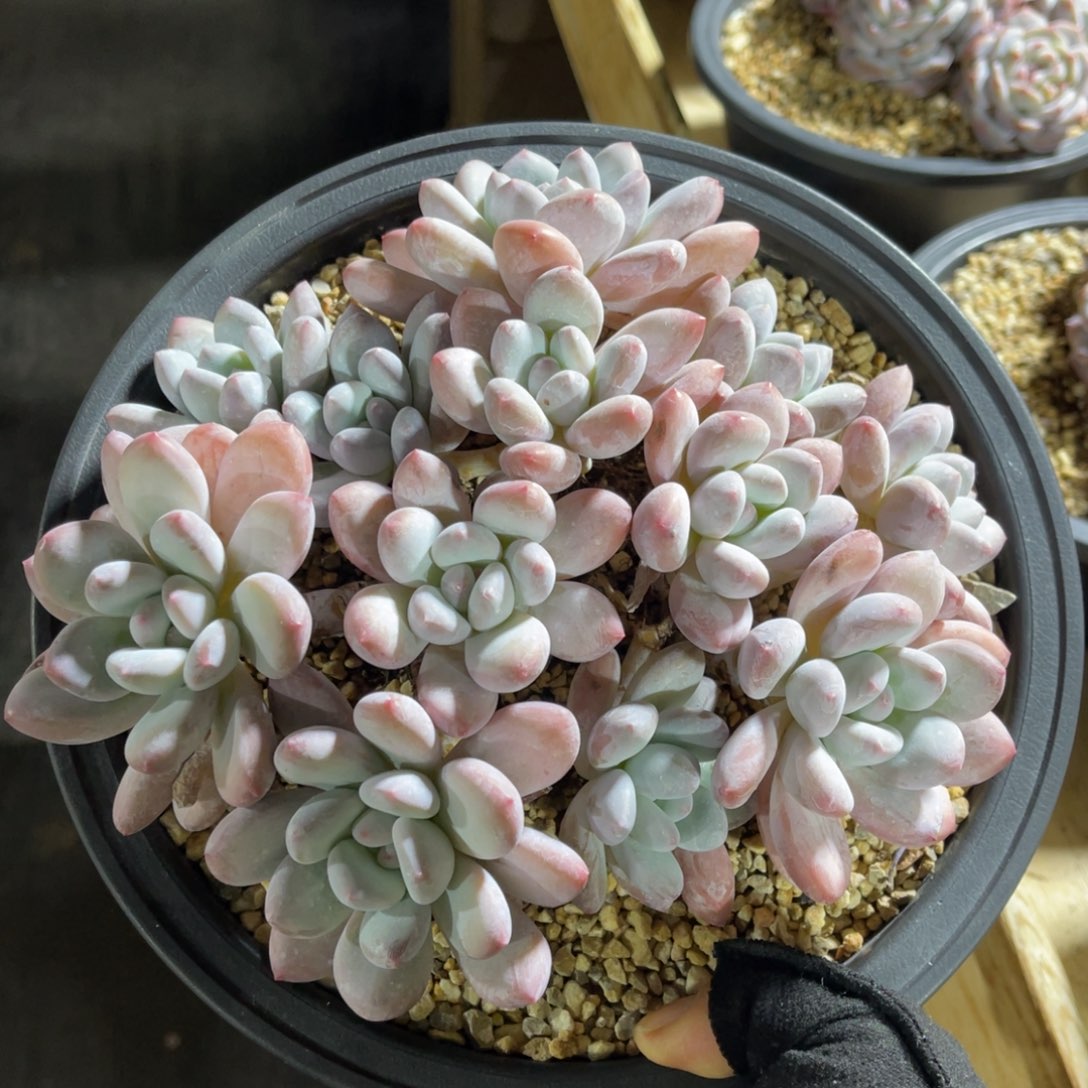 香水大群 一物一拍不支持退换