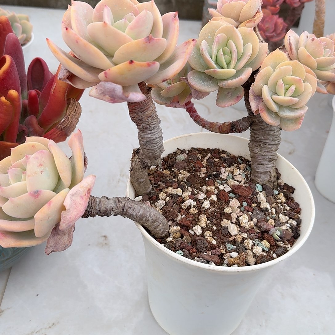 向***花白凤多肉植物一颗