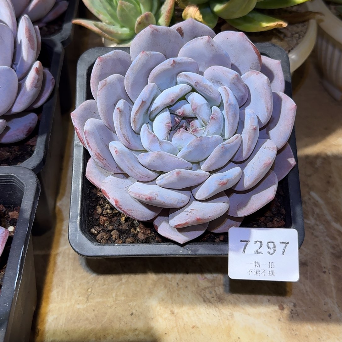 吴***7297号奶茶大单头多肉