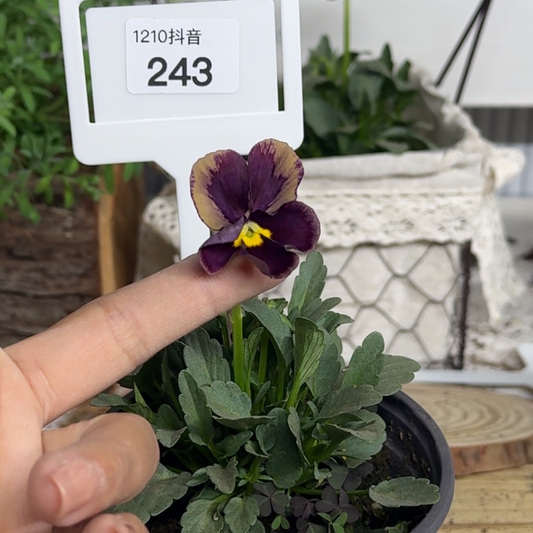 全部花朵1210 抖音一物一拍243号