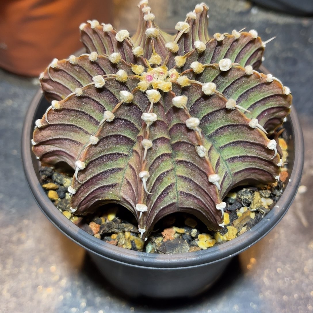 实生肋骨牡丹一物一拍