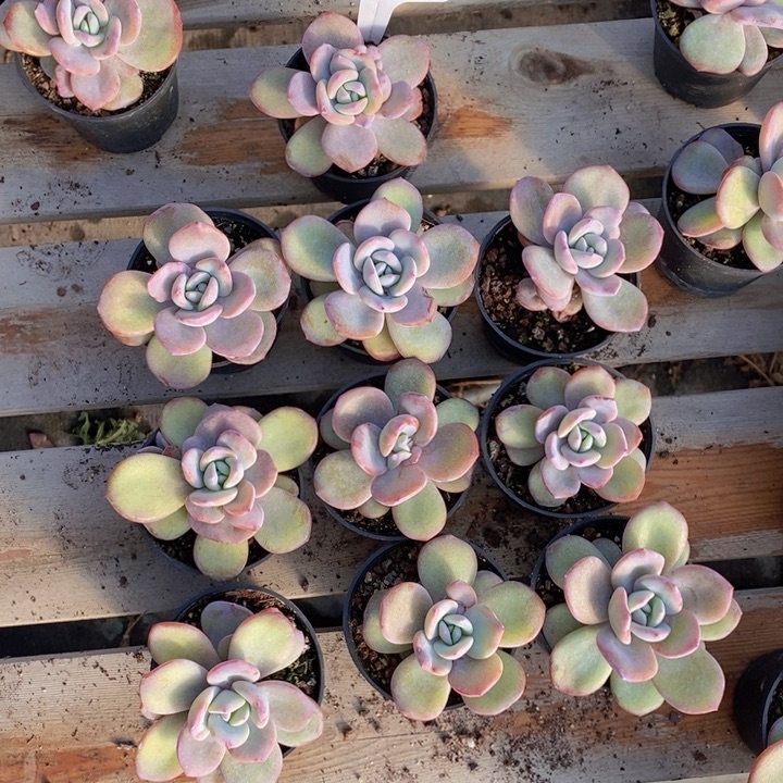 039号韩版奶茶10颗，8盆