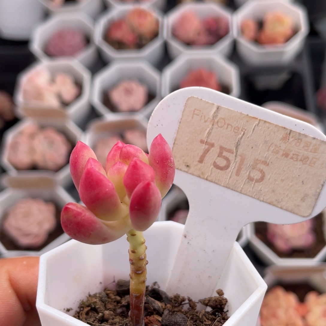 柠檬手指7515-3.5厘米