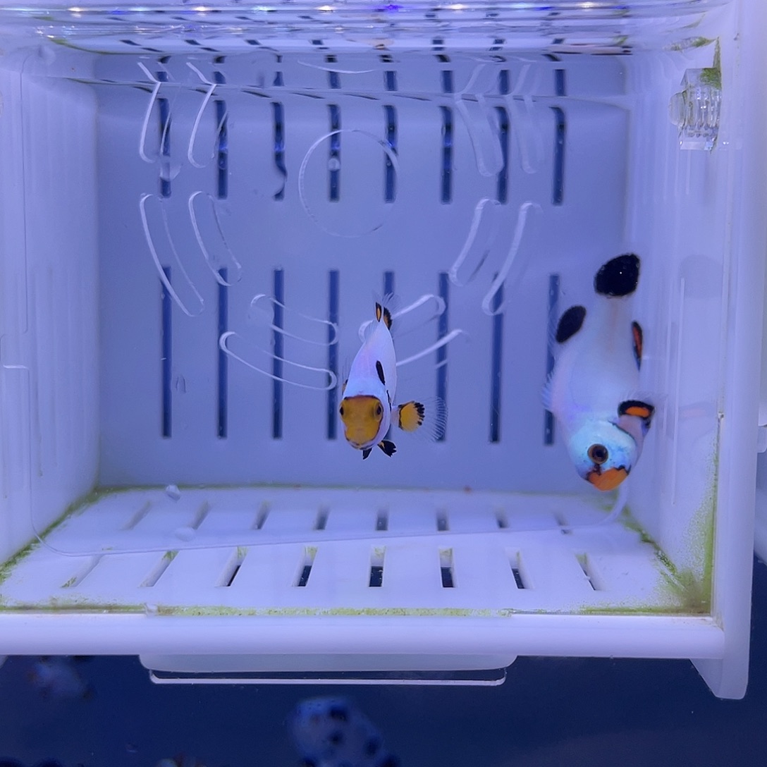 海水鱼3-3.5公分精品毕加索配三色白金