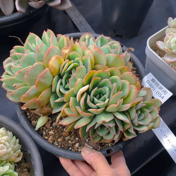 夏悦多肉 0305-54晨露