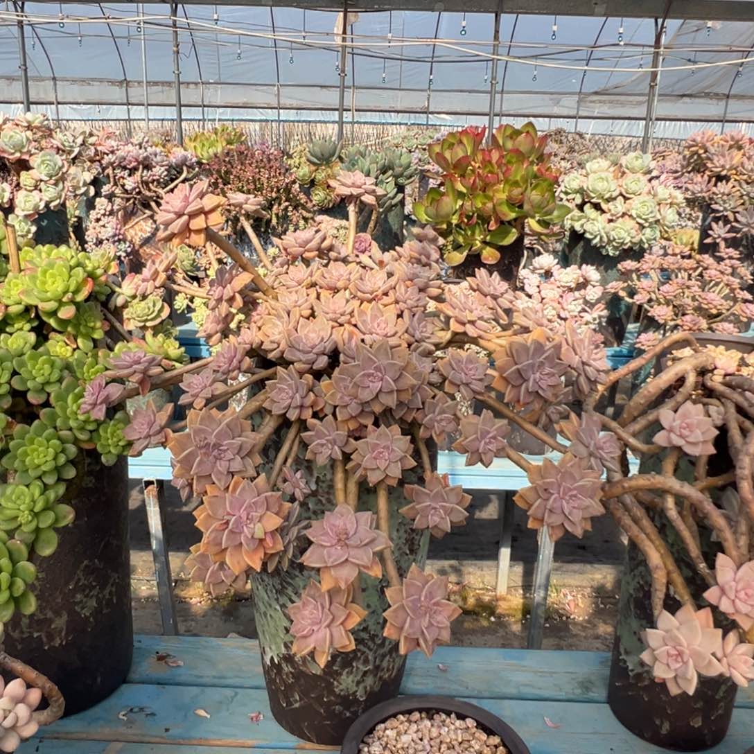 精品阿伦培妖桩裸肉 轻微