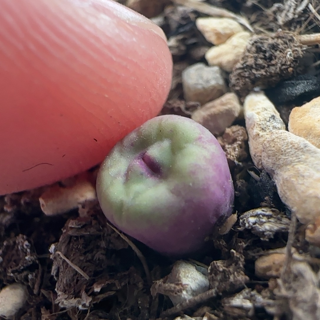 1261/se小红嘴/尺寸小/