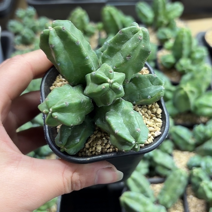 桃太郎高脚杯随机一盆