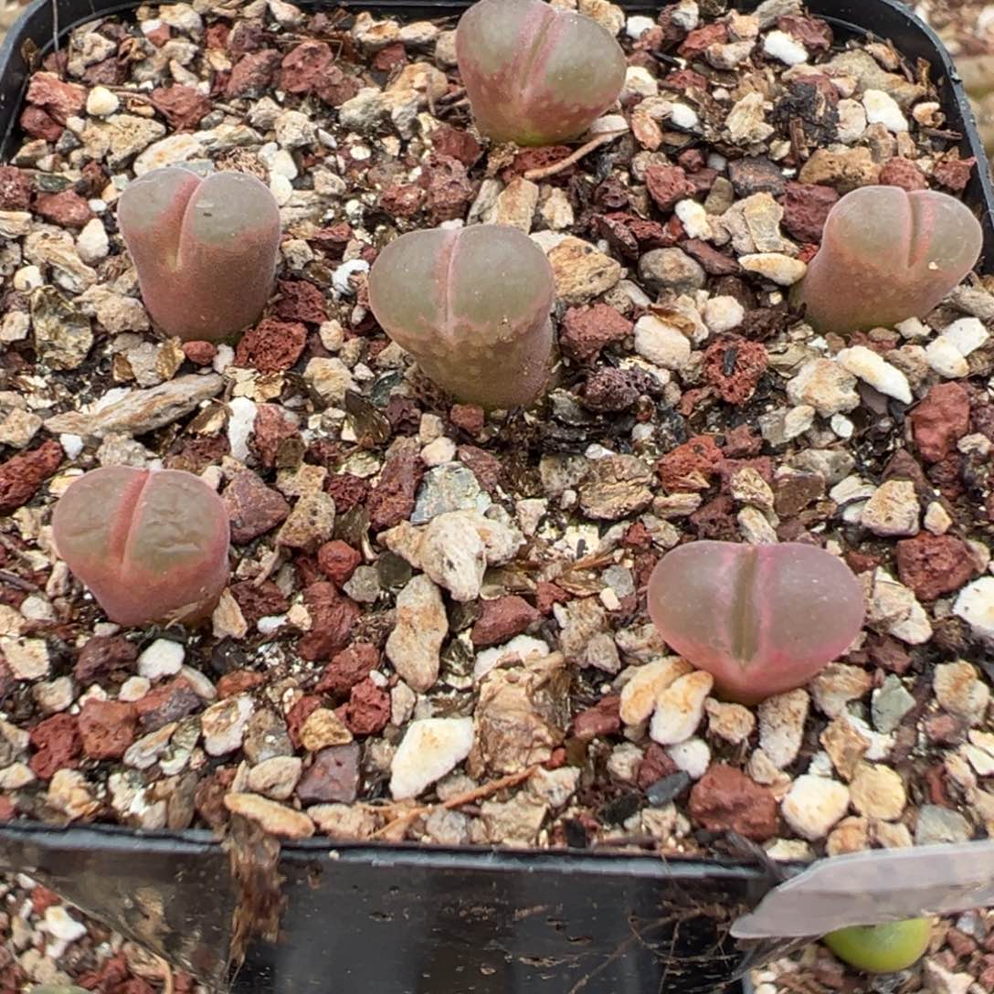 7-46肉锥多肉植物