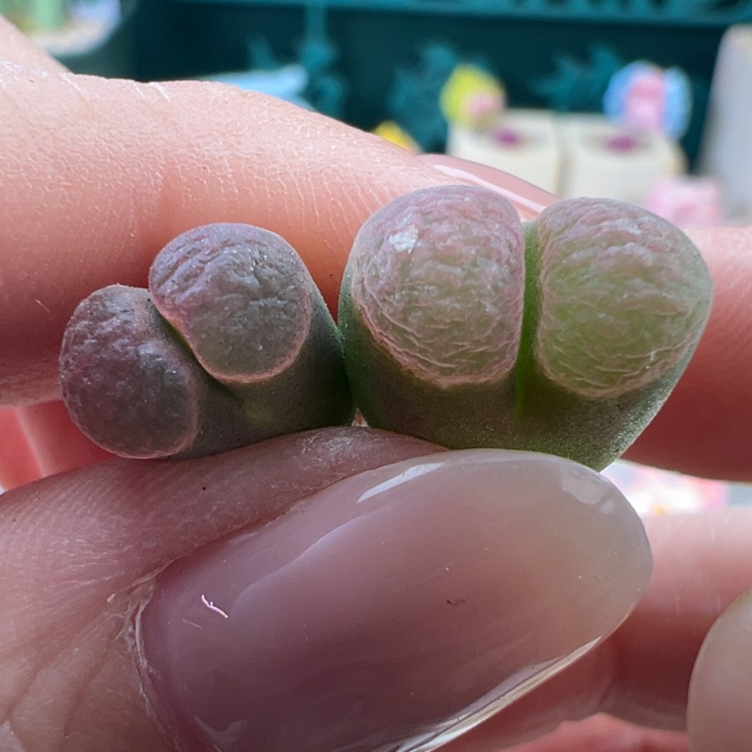 142/宠粉福利粉窗磁铁一组