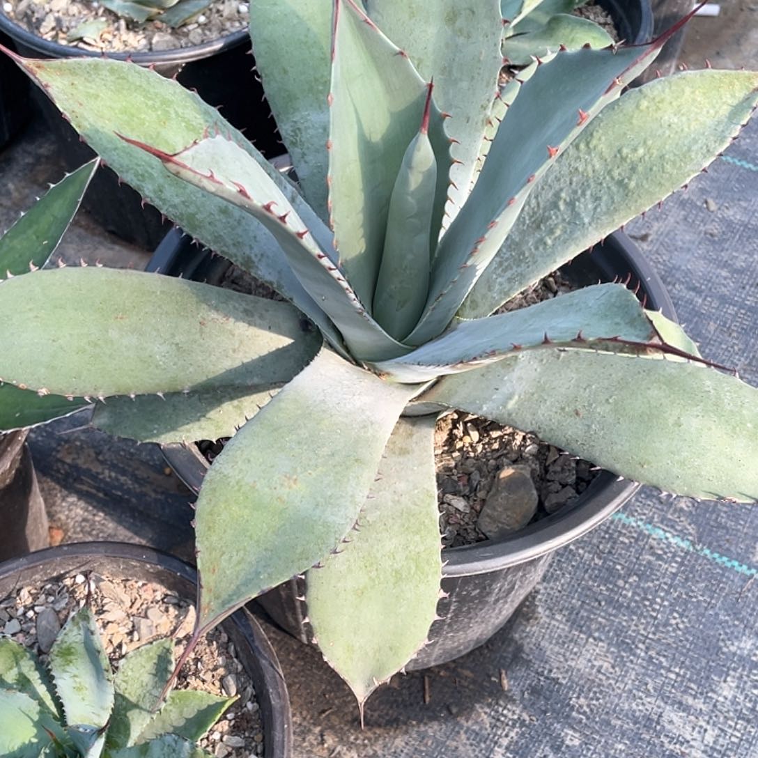 无花朵龙舌兰虚空高级灰