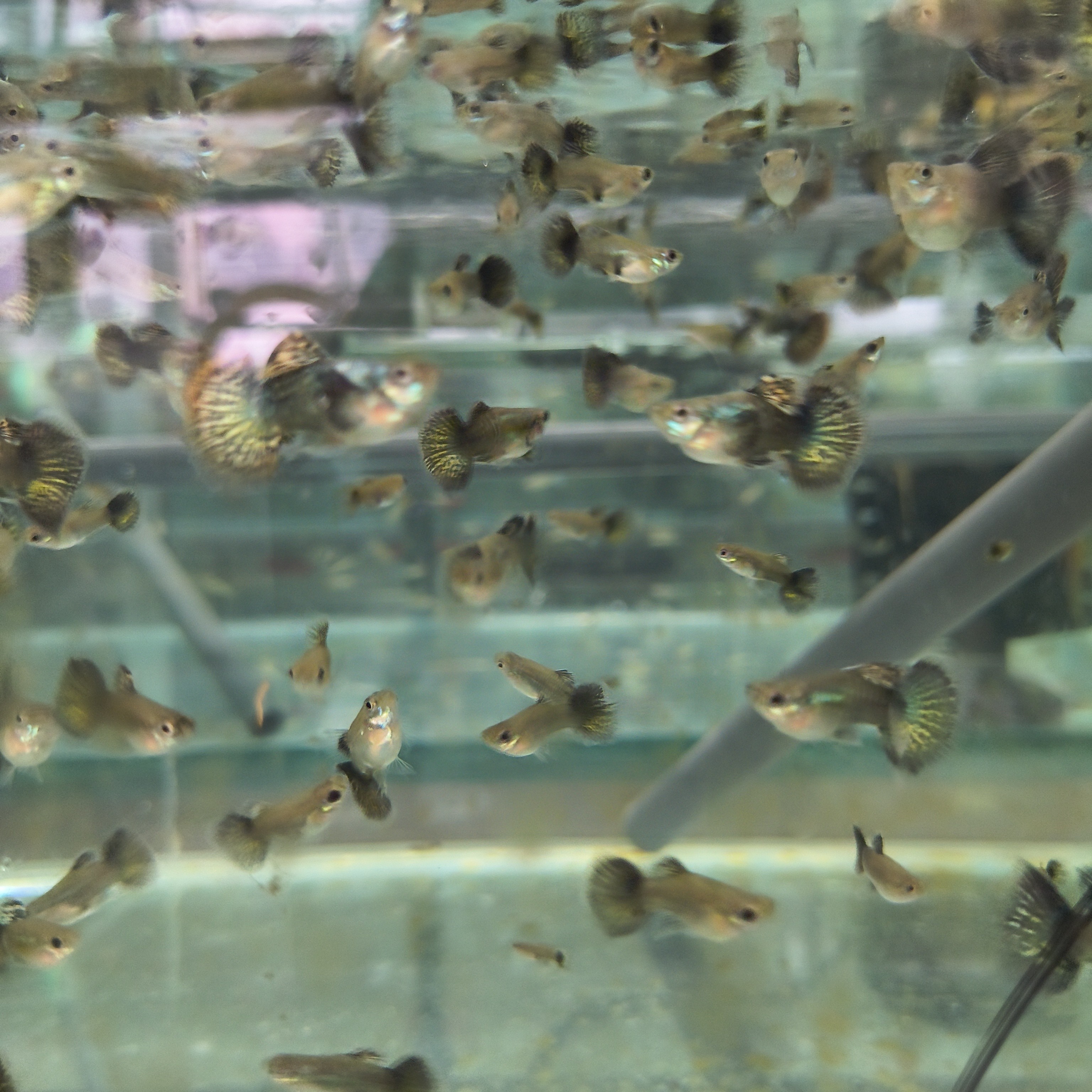 红龙孔雀鱼（入缸以后不包损）