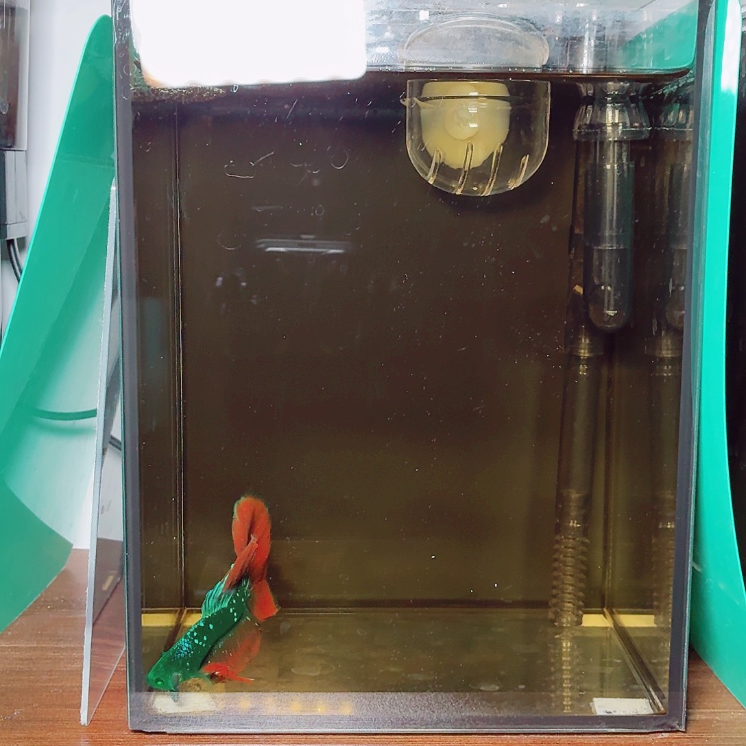 斗鱼绿魔地狱火半月