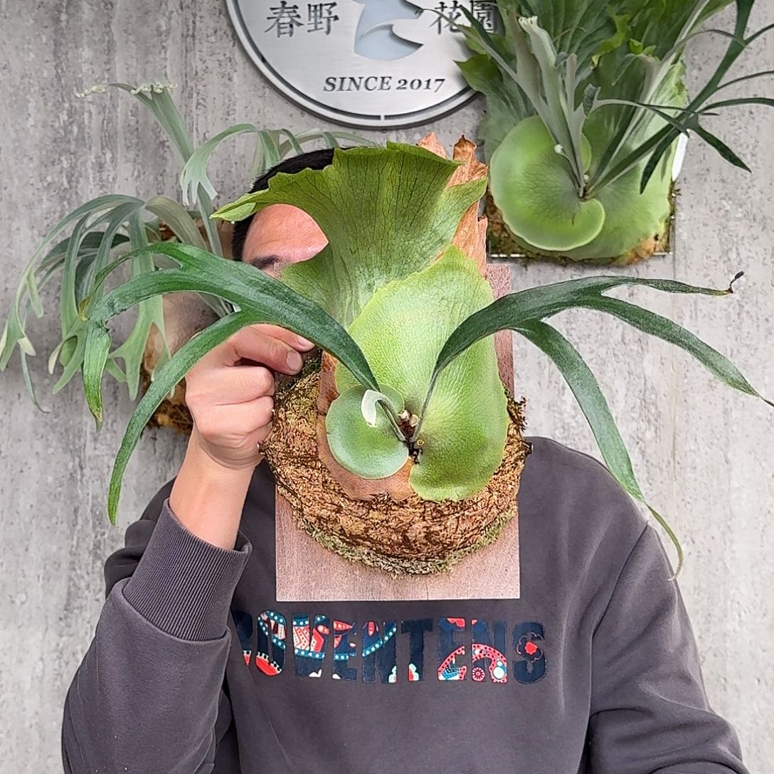 完全开放小猫咪鹿角蕨春野花园