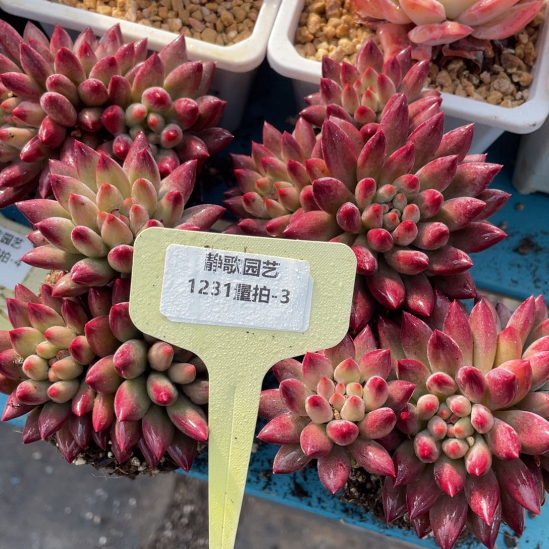 1131-3-虞美人三头群一颗量拍