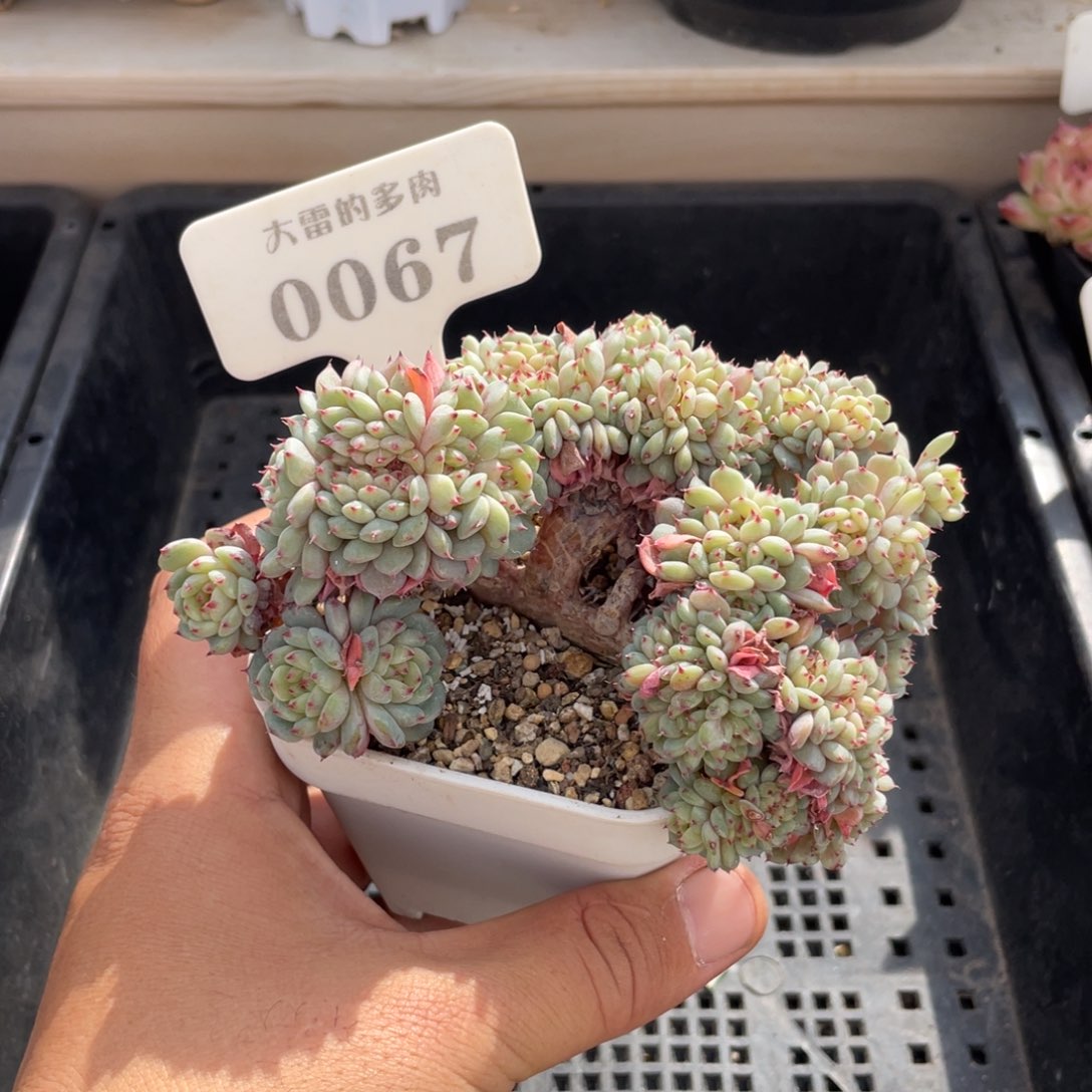 0067白胖子朵朵不带盆11厘米