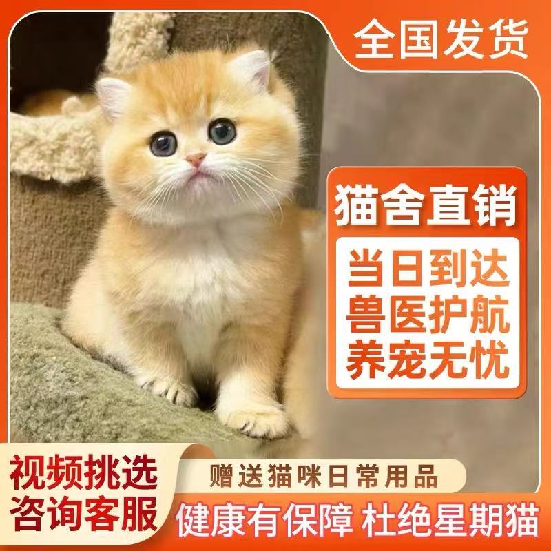 精品活体宠物猫通用链接