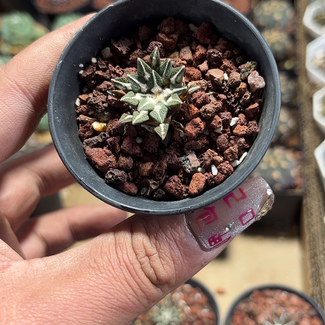 单头实生黑牡丹单头发货